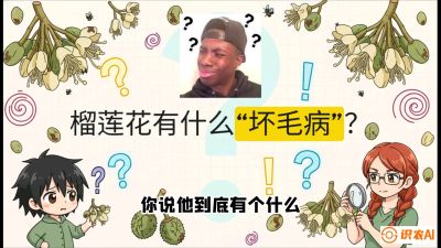 第六节：榴莲的午夜战事，夜间授粉战与花果期避雨策略，课程：《国产榴莲突围战：从泰国经验到中国实操的8堂必修课（高阶实战版）》