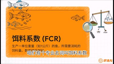 第五节：【高端单品&middot;鳜鱼】&ldquo;饲料鳜&rdquo;技术：打破吃活饵的高成本魔咒，课程：《黄金鳞甲：2025中国淡水鱼高效养殖实战营》