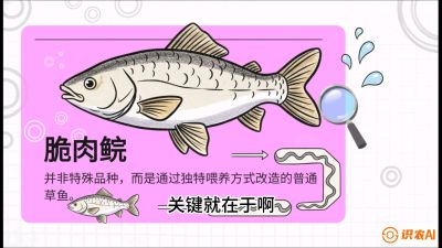 第六节：【老品升级&middot;脆肉鲩】如何让草鱼身价翻倍？，课程：《黄金鳞甲：2025中国淡水鱼高效养殖实战营》