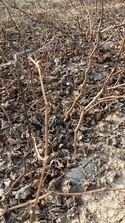 出售巨峰葡萄苗。药用连翘苗，科研五号优质种苗，2/5年苗，药用连翘树，挂果树，全国包邮到家！财富密码18534302961