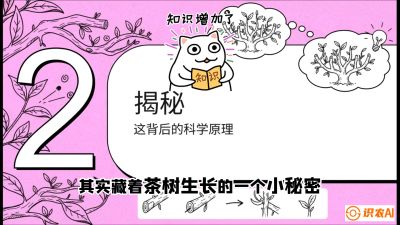 第04节（修剪篇）：树势复活术：从&ldquo;越剪越弱&rdquo;到&ldquo;枝繁叶茂&rdquo;的能量管理与夏秋茶逆袭，课程：《茶金时代：从&ldquo;看天吃饭&rdquo;到&ldquo;精准控局&rdquo;的茶叶高产提质实战课》