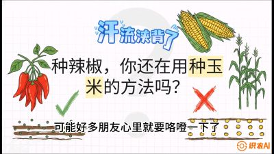 第1节：【品种定江山】工业辣椒vs小米辣：底肥公式与密度陷阱的&ldquo;百万生意经&rdquo;，课程：《辣椒种植实战特训营，从工业辣椒到精品小米辣，教你如何把&ldquo;草&rdquo;种成&ldquo;金&rdquo;》