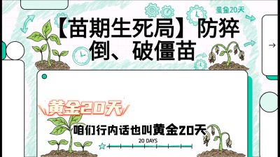 第2节：【苗期生死局】防猝倒、破僵苗，决定后期产量的&ldquo;黄金20天&rdquo;，课程：《辣椒种植实战特训营，从工业辣椒到精品小米辣，教你如何把&ldquo;草&rdquo;种成&ldquo;金&rdquo;》