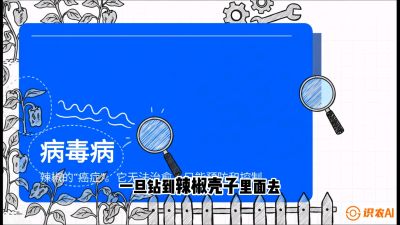 第5节：【病毒病阻击】辣椒的&ldquo;癌症&rdquo;怎么治？从&ldquo;绝收恐慌&rdquo;到&ldquo;带毒生产&rdquo;的逆转术，课程：《辣椒种植实战特训营，从工业辣椒到精品小米辣，教你如何把&ldquo;草&rdquo;种成&ldquo;金&rdquo;》