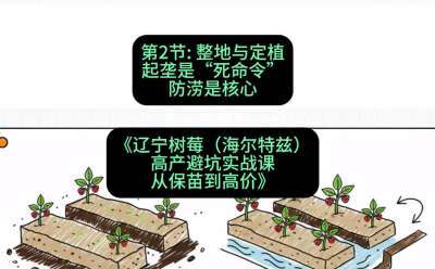 第二节： 整地与定植&mdash;&mdash;起垄是&ldquo;死命令&rdquo;，防涝是核心，课程：《辽宁树莓（海尔特兹）高产避坑实战课：从保苗到高价》