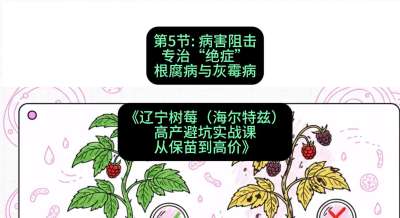 第五节： 病害阻击&mdash;&mdash;专治&ldquo;绝症&rdquo;根腐病与灰霉病，课程：《辽宁树莓（海尔特兹）高产避坑实战课：从保苗到高价》