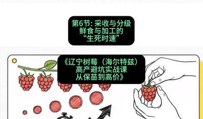 第六节： 采收与分级&mdash;&mdash;鲜食与加工的&ldquo;生死时速&rdquo;，课程：《辽宁树莓（海尔特兹）高产避坑实战课：从保苗到高价》