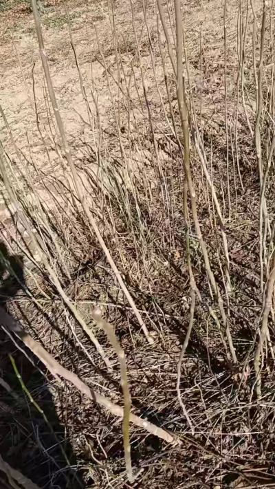 出售臭椿苗，巨峰葡萄苗。药用连翘苗，科研五号优质种苗，2/5年苗，药用连翘树，挂果树，全国包邮到家！财富密码18534302961