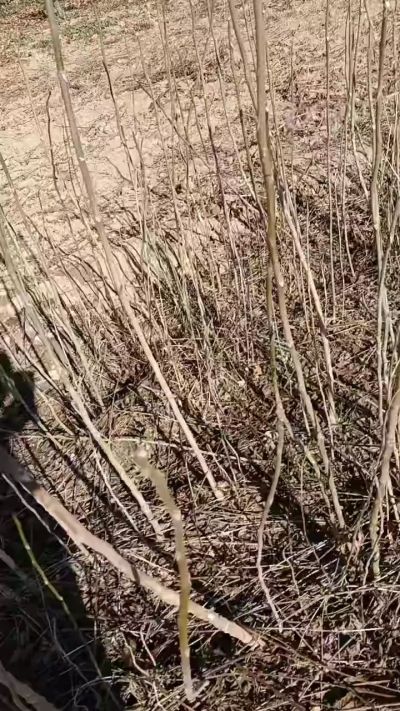 出售臭椿苗，巨峰葡萄苗。药用连翘苗，科研五号优质种苗，2/5年苗，药用连翘树，挂果树，全国包邮到家！财富密码18534302961