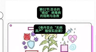 第02节：百合的&ldquo;癌症&rdquo;&mdash;&mdash;病毒病的阻断与急救，课程：《卷丹百合&ldquo;无病高产&rdquo;植保实战课》#识农AI