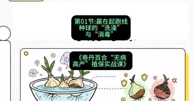 第01节：赢在起跑线&mdash;&mdash;种球的&ldquo;洗澡&rdquo;与&ldquo;消毒&rdquo;，课程：《卷丹百合&ldquo;无病高产&rdquo;植保实战课》#识农AI