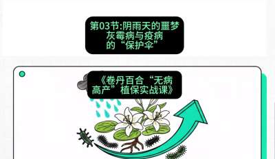 第03节：阴雨天的噩梦&mdash;&mdash;灰霉病与疫病的&ldquo;保护伞&rdquo;，课程：《卷丹百合&ldquo;无病高产&rdquo;植保实战课》#识农AI