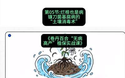 第05节：烂根也是病&mdash;&mdash;镰刀菌基腐病的&ldquo;土壤消毒术&rdquo; ，课程：《卷丹百合&ldquo;无病高产&rdquo;植保实战课》#识农AI