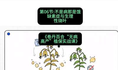 第06节：不是病那是饿&mdash;&mdash;缺素症与生理性烧叶 ，课程：《卷丹百合&ldquo;无病高产&rdquo;植保实战课》#识农AI