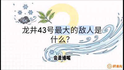 第04节：龙井双璧&mdash;&mdash;龙井43与群体种的差异化护养（重点），课程：《茗茶卫士&mdash;&mdash;茶叶病虫害绿色防控实战课》#识农AI