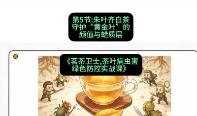 第05节：朱叶齐白茶&mdash;&mdash;守护&ldquo;黄金叶&rdquo;的颜值与蜡质层（重点），课程：《茗茶卫士&mdash;&mdash;茶叶病虫害绿色防控实战课》#识农AI