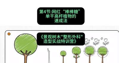 第04节：网红&ldquo;棒棒糖&rdquo;&mdash;&mdash;单干高杆植物的速成法，课程：《景观树木&ldquo;整形外科&rdquo;造型实战特训营》#识农AI