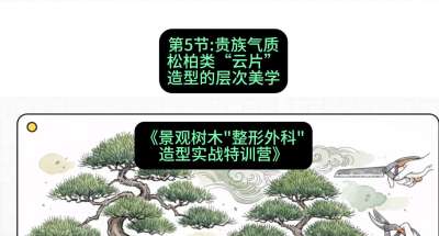 第05节：贵族气质&mdash;&mdash;松柏类&ldquo;云片&rdquo;造型的层次美学，课程：《景观树木&ldquo;整形外科&rdquo;造型实战特训营》#识农AI