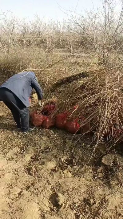 出售药用连翘苗，科研五号优质种苗，2/5年苗，药用连翘树，挂果树，全国包邮到家！财富密码18534302961出售药用连翘苗，科研五号优质种苗，2/5年苗，药用连翘树，挂果树，全国包邮到家！财富密码1