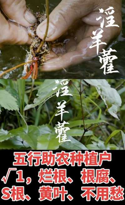 177，1907，0725，V 同号
1  老乡们！种淫羊藿不用乱买肥，咱这款专用肥，针对淫羊藿习性配的，壮苗防烂根，采收多卖钱，用过都回头！
2  咱种淫羊藿图的就是省心高产！专用肥薄肥勤施，苗不烧