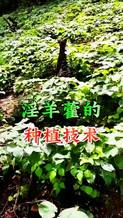 揭秘&ldquo;仙草&rdquo;淫羊藿的种植密码！耐严寒耐贫瘠，林下套种不占耕地，管理简单还能套种其他作物，一亩地的投入两亩地的收益～ 想返乡创业的赶紧码住！ #淫羊藿种植技术 #返乡创业项目 #药材种植指南 #农业新风