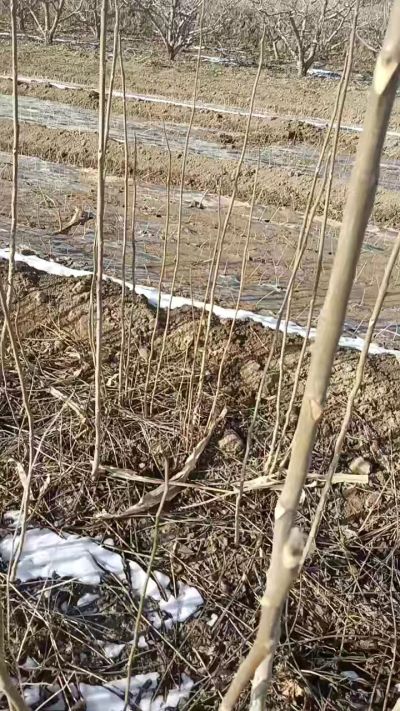 臭椿苗，一年苗，需要联系我，全国包邮到家。18534302961