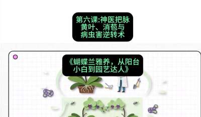 第六节：神医把脉：黄叶、消苞与病虫害逆转术，课程：《蝴蝶兰雅养六讲：从阳台小白到园艺达人》#识农AI