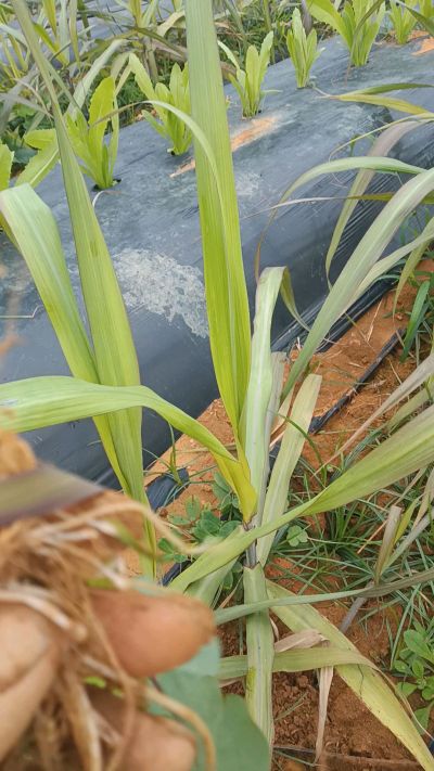 黑甘蔗种植下去，三个月。第一次追肥，