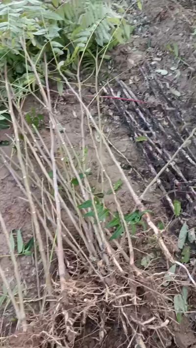 出售臭椿苗，巨峰葡萄苗。药用连翘苗，科研五号优质种苗，2/5年苗，药用连翘树，挂果树，全国包邮到家！财富密码18534302961