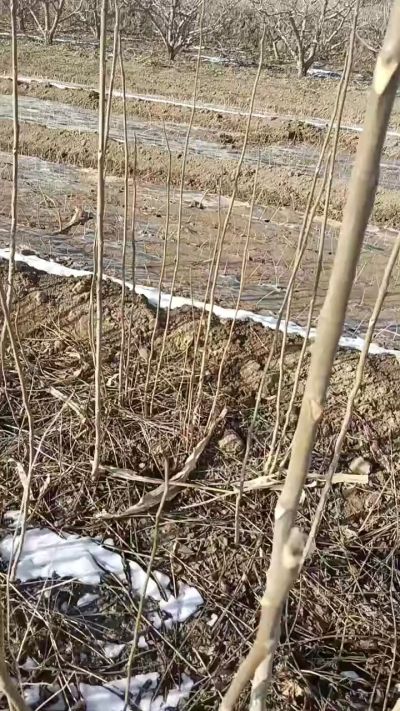 出售臭椿苗，巨峰葡萄苗。药用连翘苗，科研五号优质种苗，2/5年苗，药用连翘树，挂果树，全国包邮到家！财富密码18534302961