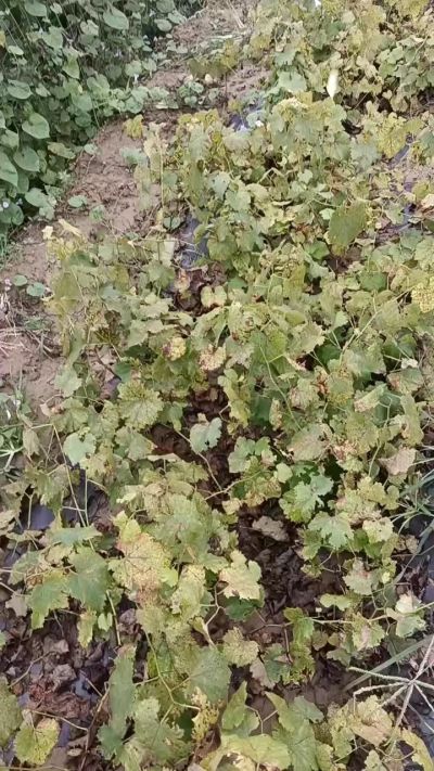 出售巨峰葡萄苗。药用连翘苗，科研五号优质种苗，2/5年苗，药用连翘树，挂果树，全国包邮到家！财富密码18534302961