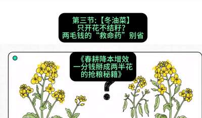 第三节：【冬油菜】只开花不结籽？两毛钱的&ldquo;救命药&rdquo;别省
