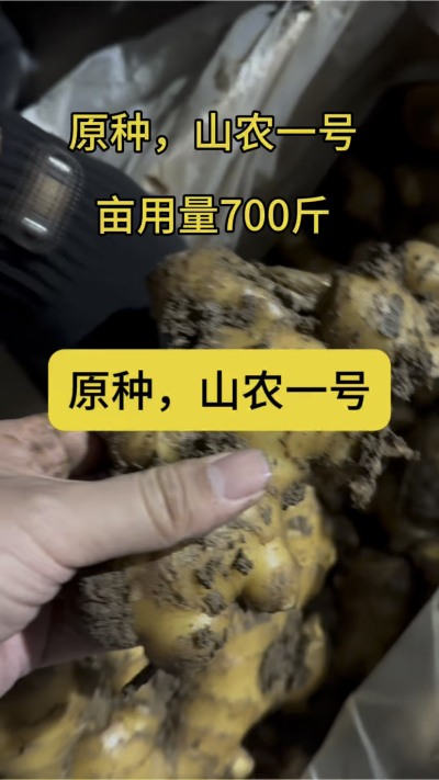 原种，山农一号