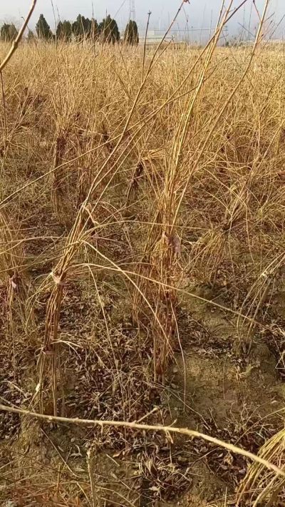 出售药用连翘苗，科研五号优质种苗，2/5年苗，药用连翘树，挂果树，全国包邮到家！财富密码18534302961出售药用连翘苗，科研五号优质种苗，2/5年苗，药用连翘树，挂果树，全国包邮到家！财富密码1