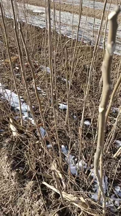 出售臭椿苗，巨峰葡萄苗。药用连翘苗，科研五号优质种苗，2/5年苗，药用连翘树，挂果树，全国包邮到家！财富密码18534302961