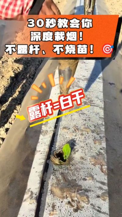 这个栽法太关键了！深栽是烤烟成活的根本，亲测有效！