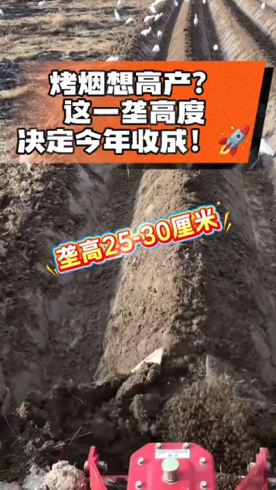 想让烤烟高产，就得从细节抓起。分享一点实打实的干货，只为帮大家少走弯路，种出好烟叶！🌱👍