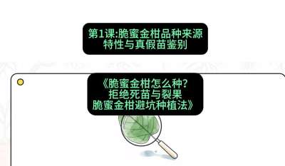 第1节：脆蜜金柑品种来源、特性与真假苗鉴别，课程：《脆蜜金柑怎么种？拒绝死苗与裂果，脆蜜金柑8步避坑种植法》#识农AI