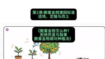 第2节：脆蜜金柑建园标准：选地、定植与改土，课程：《脆蜜金柑怎么种？拒绝死苗与裂果，脆蜜金柑8步避坑种植法》#识农AI