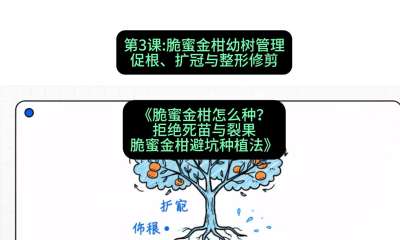 第3节：脆蜜金柑幼树管理：促根、扩冠与整形修剪，课程：《脆蜜金柑怎么种？拒绝死苗与裂果，脆蜜金柑8步避坑种植法》#识农AI