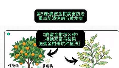 第5节：脆蜜金柑病害防治：重点防溃疡病与黄龙病，课程：《脆蜜金柑怎么种？拒绝死苗与裂果，脆蜜金柑8步避坑种植法》#识农AI