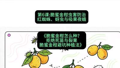 第6节：脆蜜金柑虫害防治：红蜘蛛、蚜虫与吸果夜蛾，课程：《脆蜜金柑怎么种？拒绝死苗与裂果，脆蜜金柑8步避坑种植法》#识农AI
