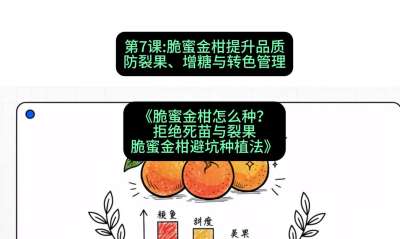 第7节：脆蜜金柑提升品质：防裂果、增糖与转色管理，课程：《脆蜜金柑怎么种？拒绝死苗与裂果，脆蜜金柑8步避坑种植法》#识农AI