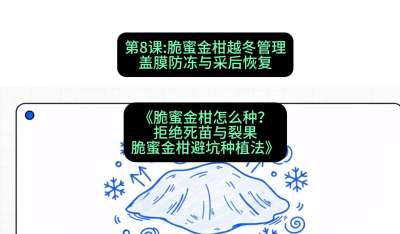 第8节：脆蜜金柑越冬管理：盖膜防冻与采后恢复，课程：《脆蜜金柑怎么种？拒绝死苗与裂果，脆蜜金柑8步避坑种植法》#识农AI