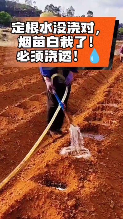 烤烟移栽定根水这么浇，烟苗稳活不僵苗！水里加点它，缓苗快、长势壮，种烟新手必看！