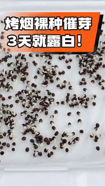 烤烟裸种催芽小技巧，清水浸泡、保温保湿，3天就能露白，出苗快又齐！烟农朋友收藏备用～