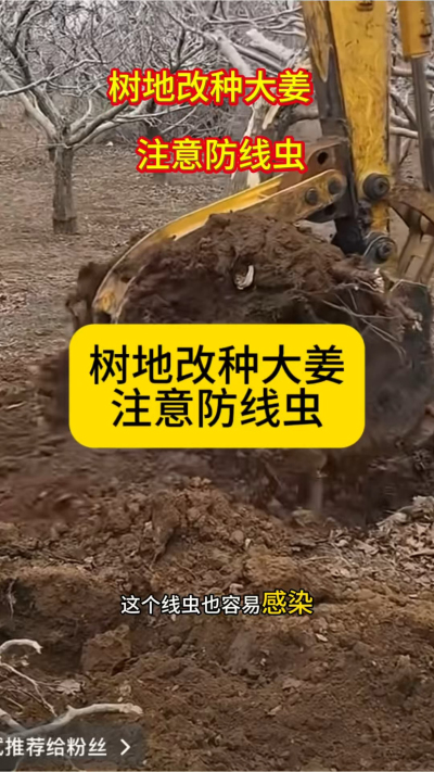 树地改种大姜，注意防线虫！