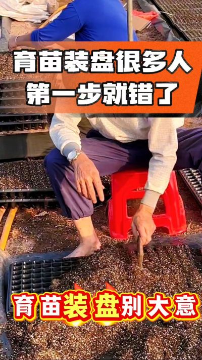 烤烟育苗基质装盘，一步做对，出苗整齐又壮苗！装盘技巧记牢，少走弯路，育苗更省心