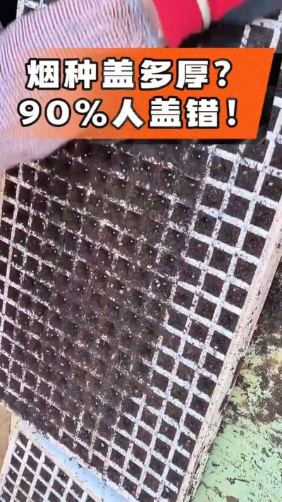 烟种盖多厚？90%烟农都盖错！薄盖才出苗齐、不闷种，烤烟育苗关键一步，照着做就对了