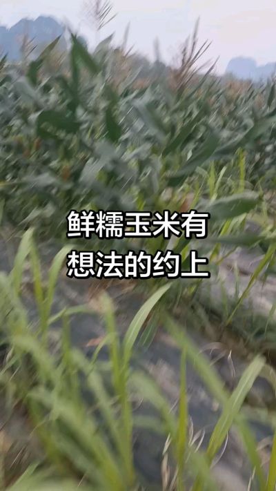农户种植的白糯玉米大量上市，助农帮农在行动